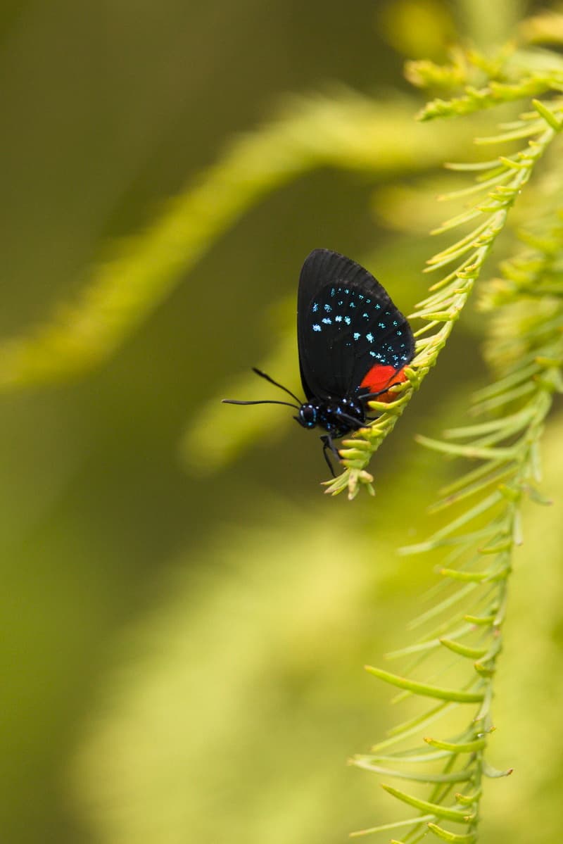 The Endangered Atala Butterfly