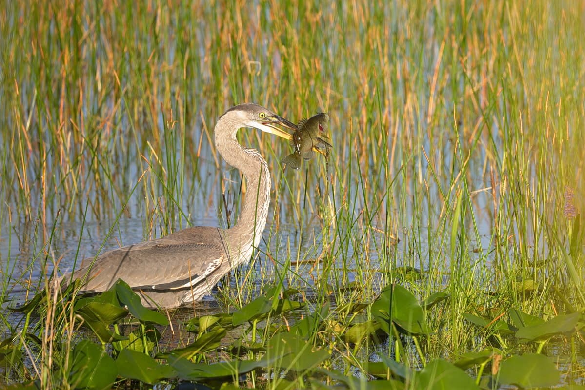 Great Blue Heron Fishing