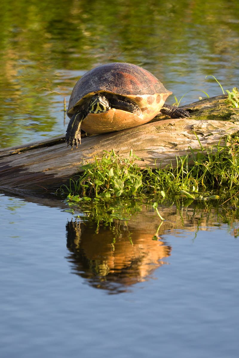 Cooter Chillin