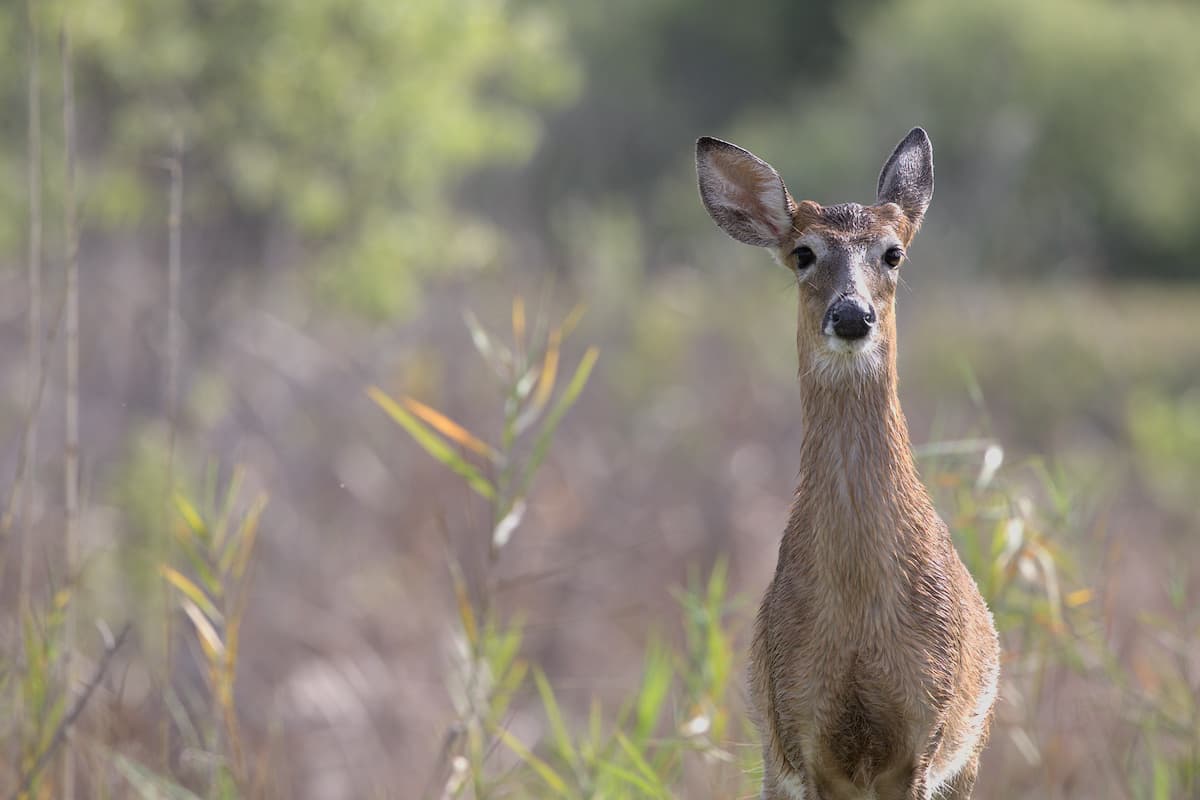 Deer Looking at Me