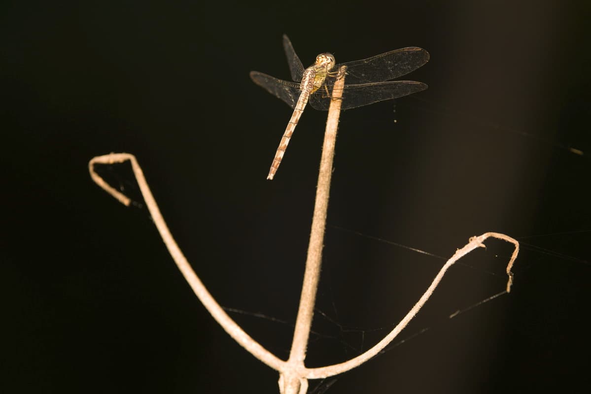Dragonfly Anchor