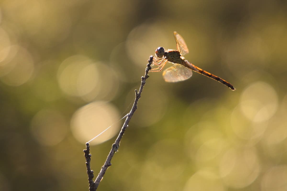 Dragonfly Check