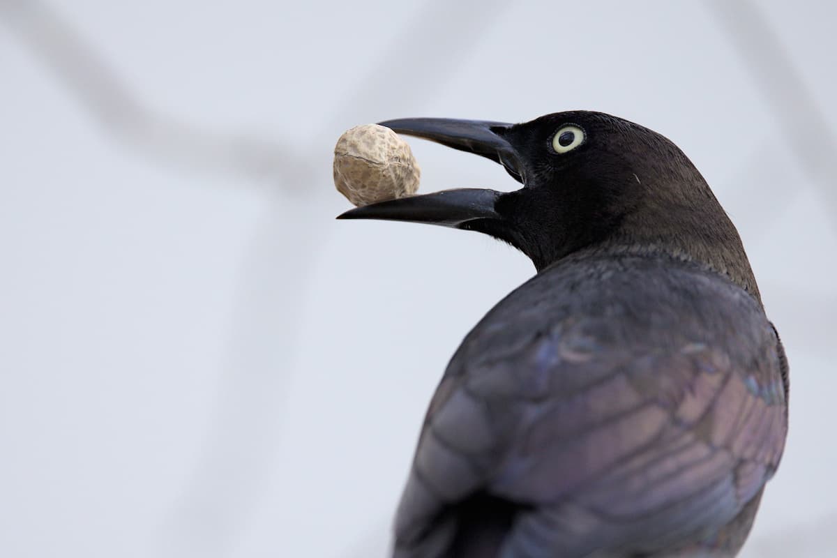 Nutty Grackle