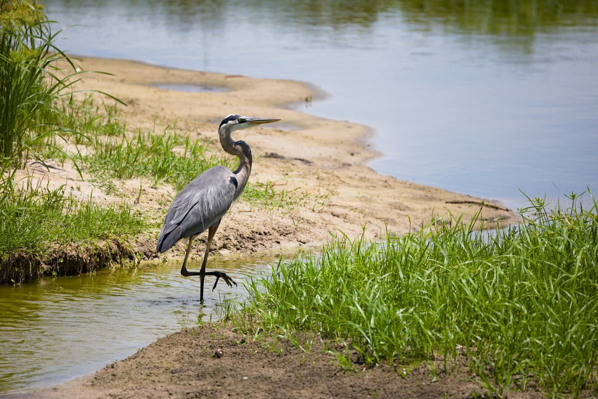 Great Blue Pose