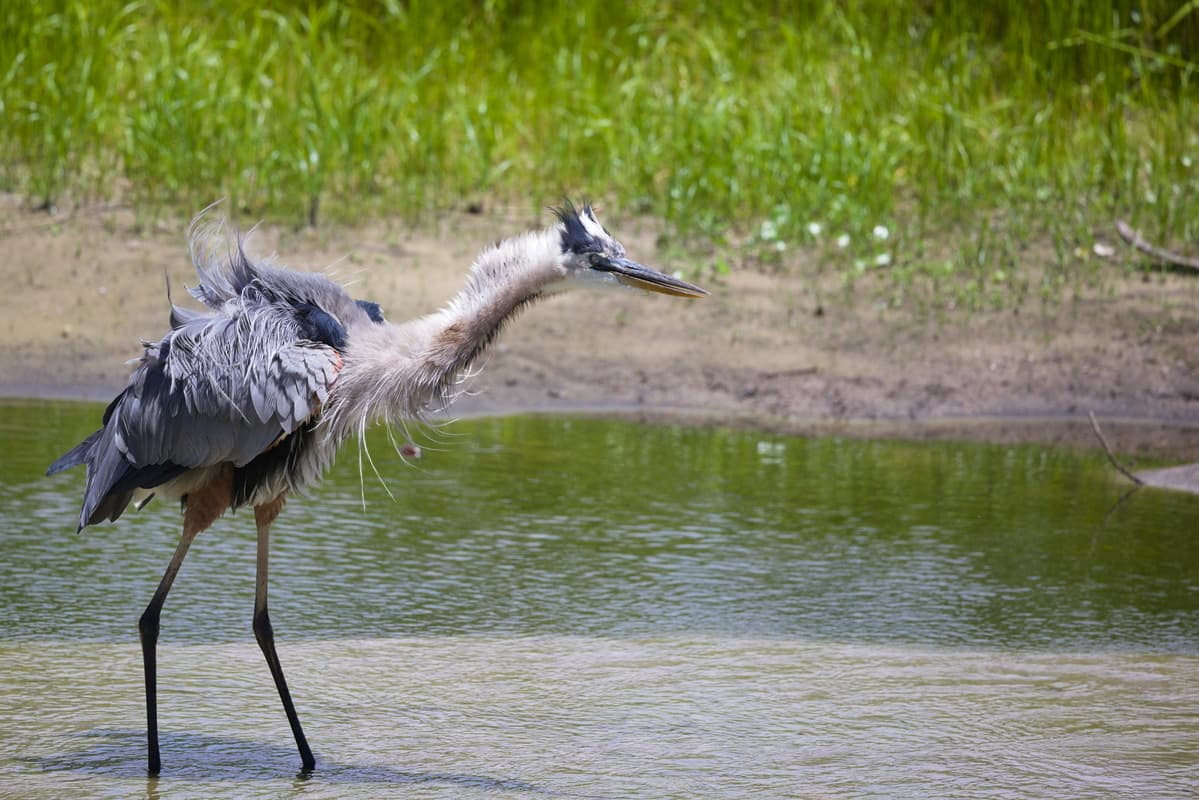 Great Blue Wild