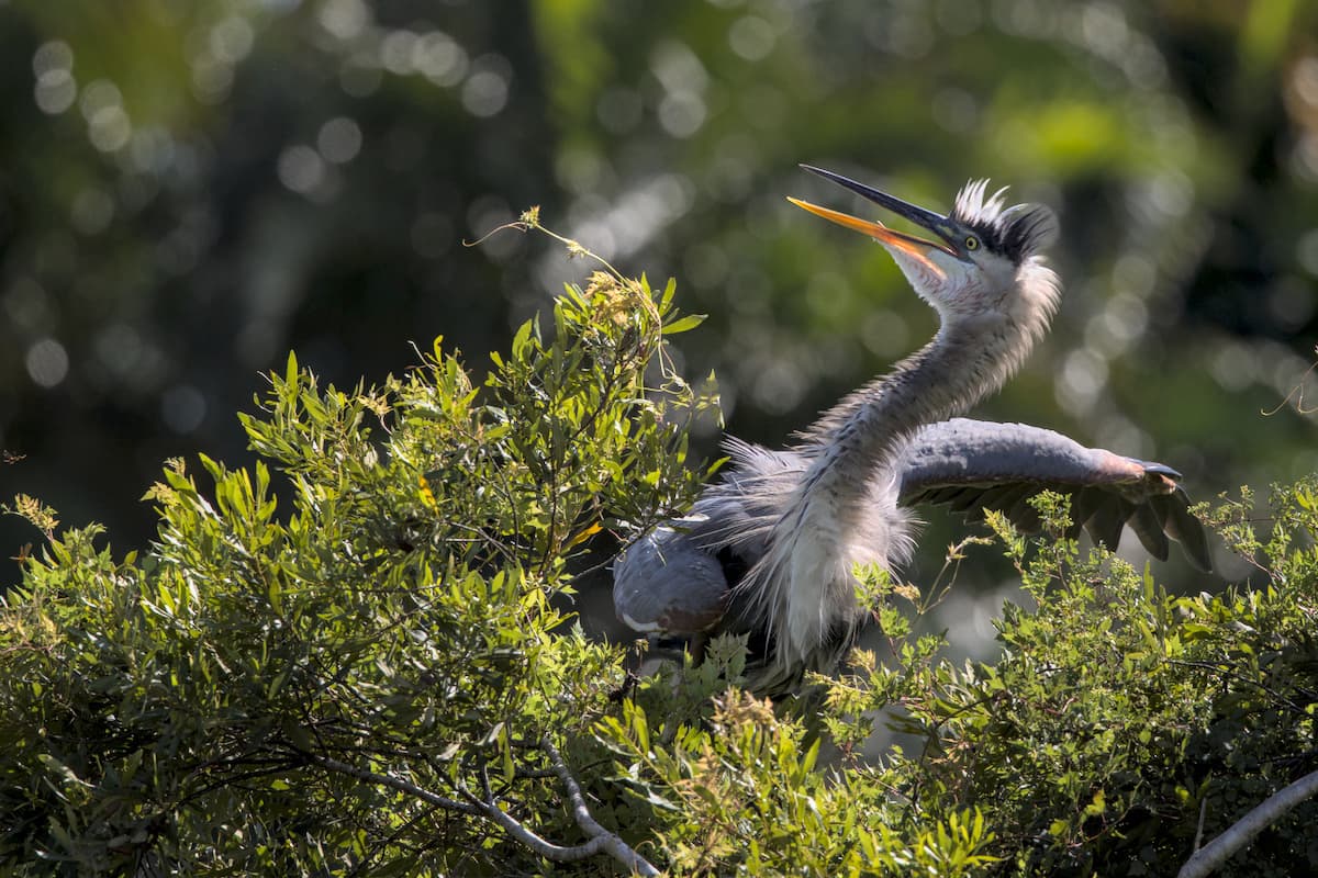 Startled Great Blue Heron