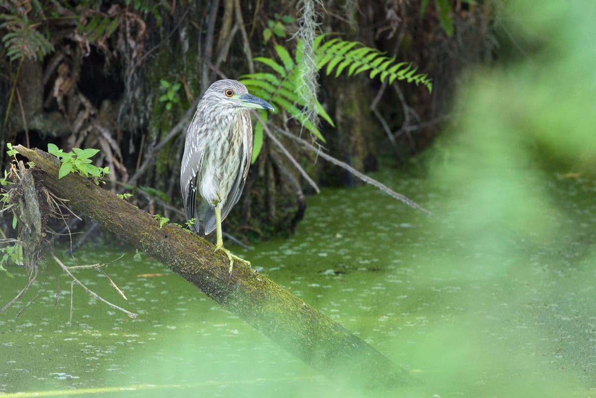 Heron Juvenile