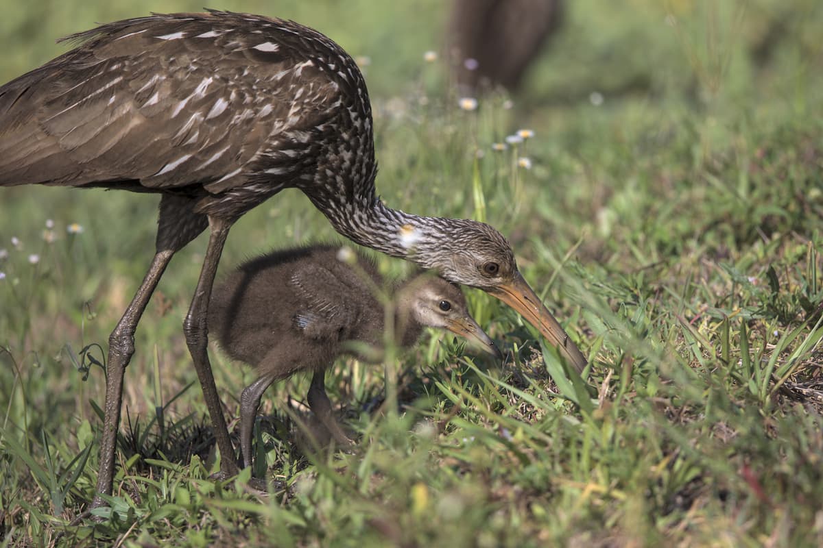 Limpkin with Chick