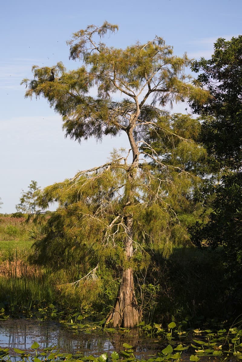 Loxahatchee Tree