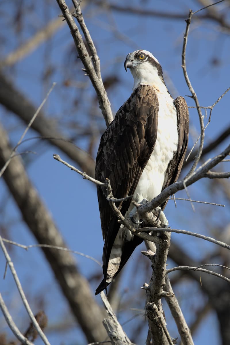 Osprey Perch