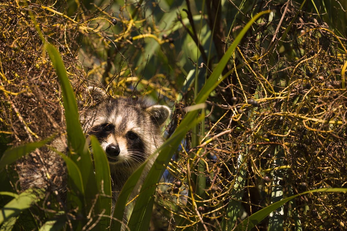 Raccoon Palm