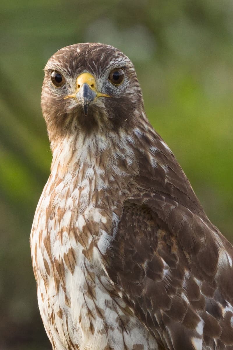 Red Shoulder Hawk Portrait