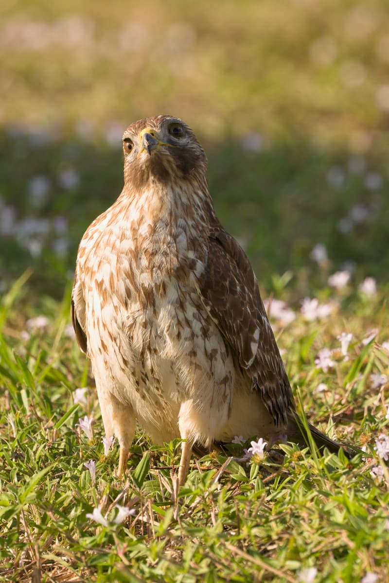 Red Shouldered Hawk Shrug