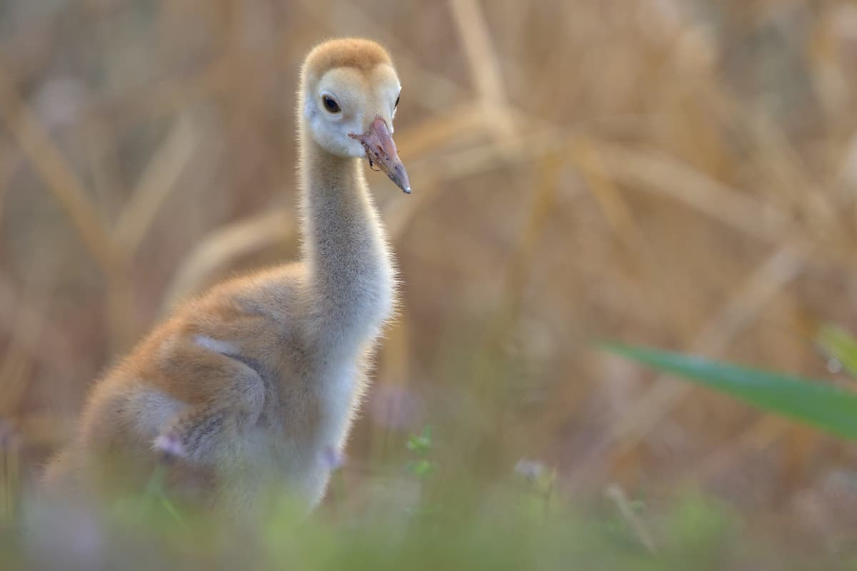 Sandhill Crane Colt