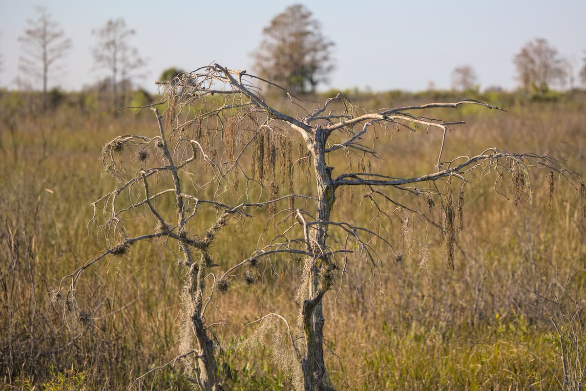 Gangsta Trees