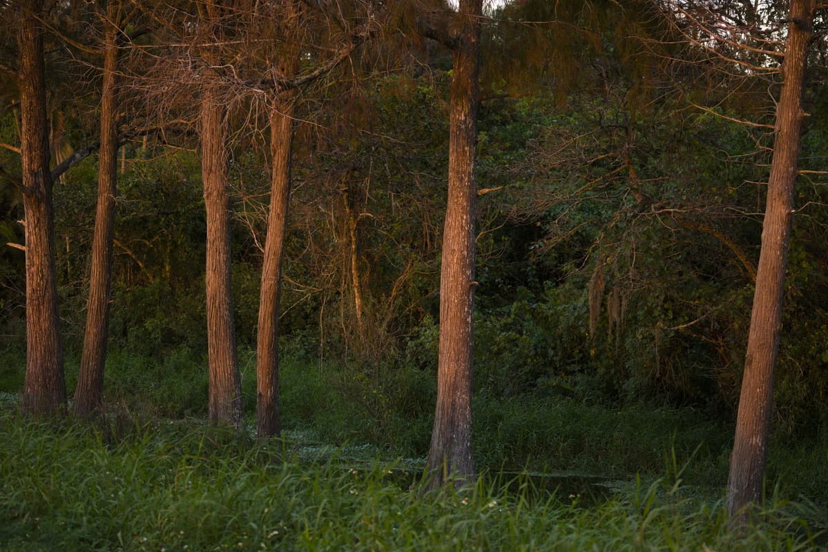 Golden Trees