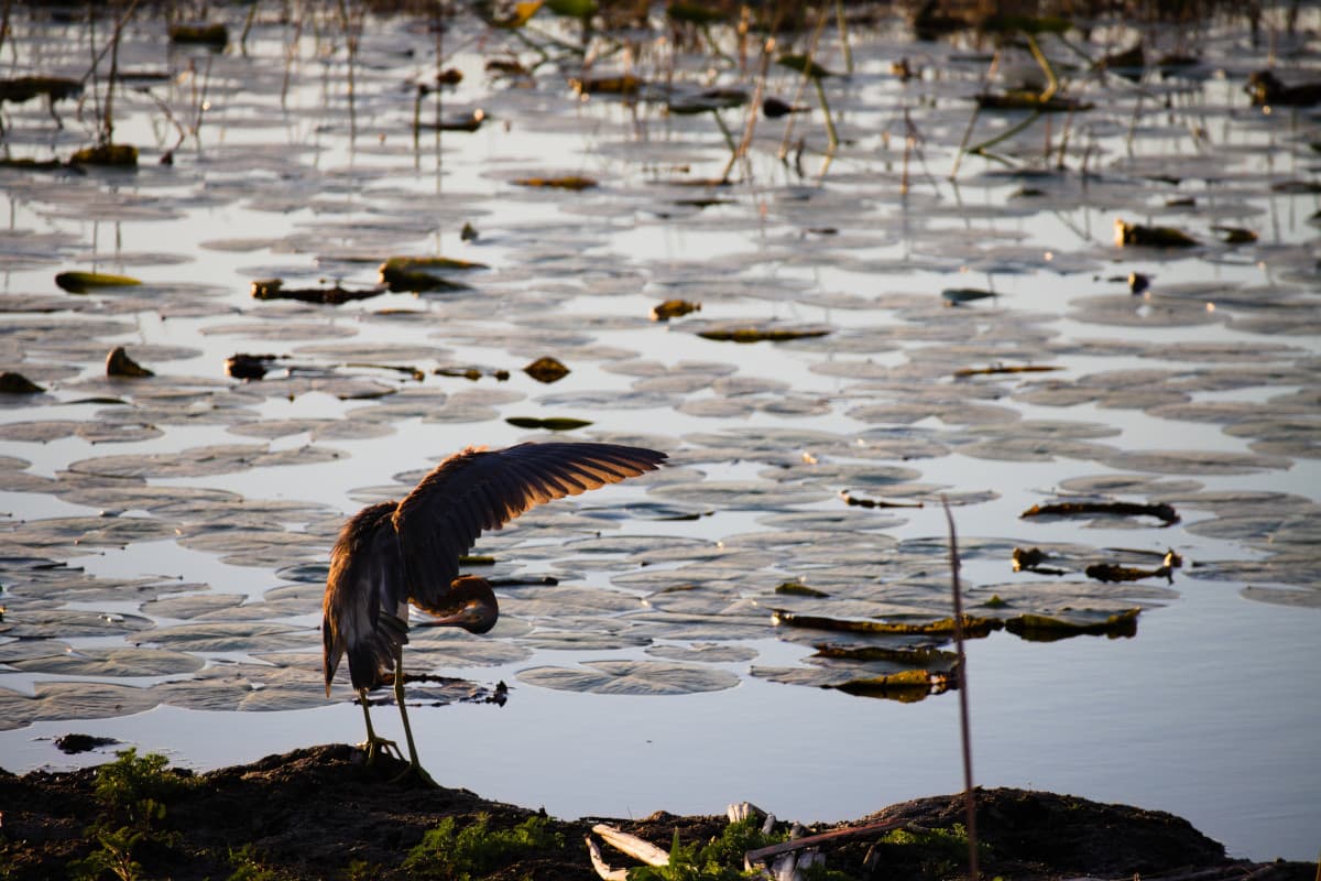 Louisiana Heron Lilypads