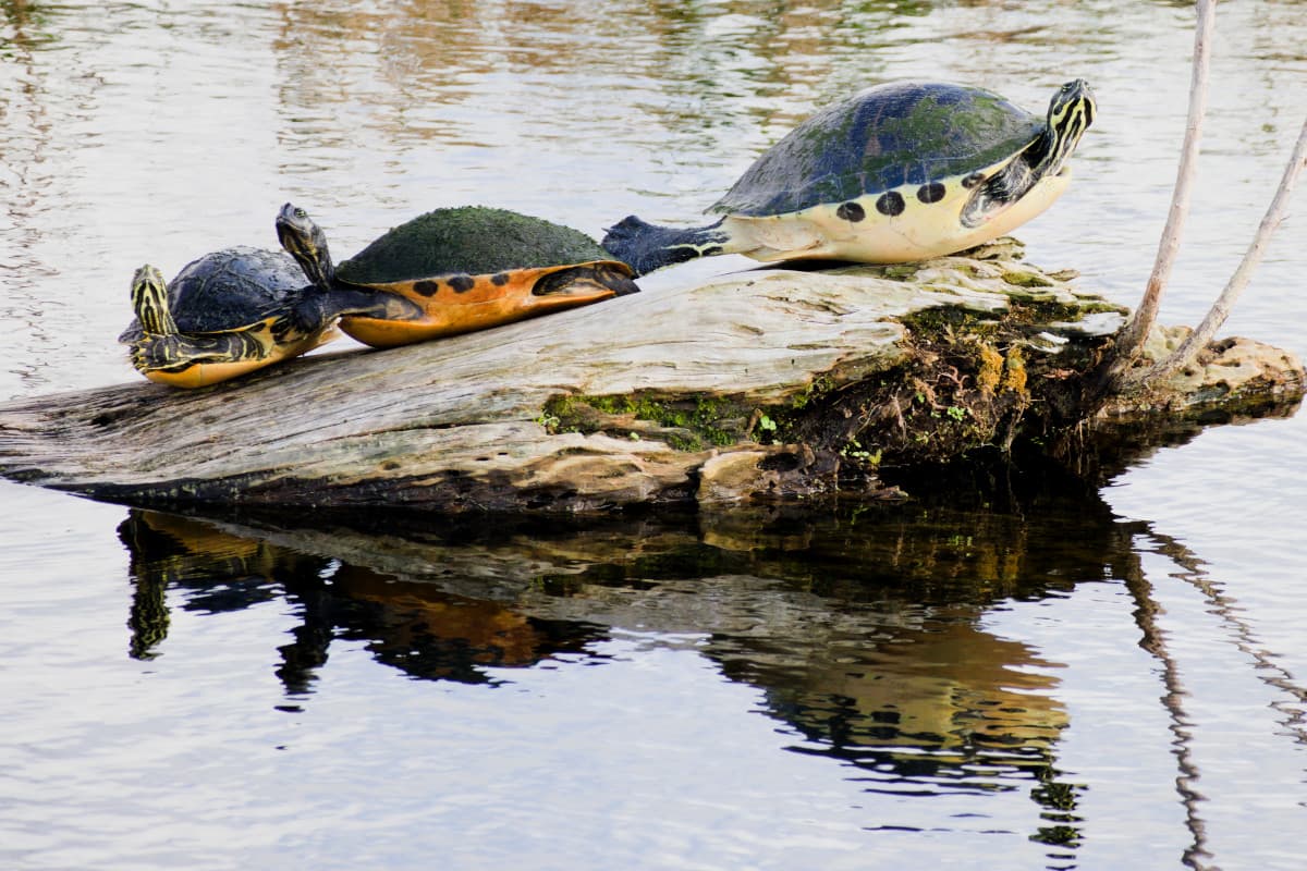 Turtle Boat