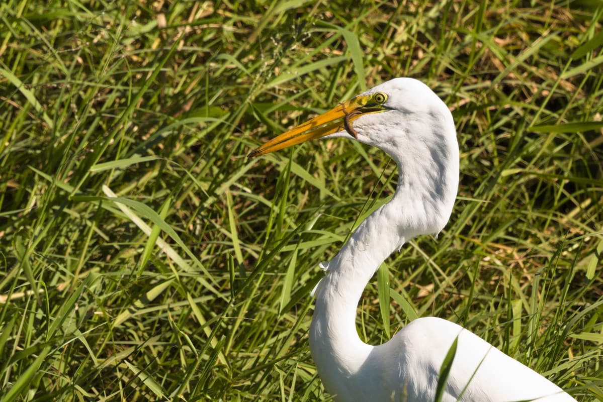 White Egret Lunch