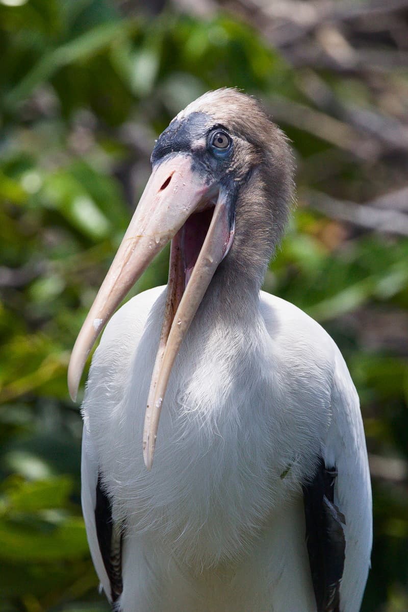 Wood Stork Portrait