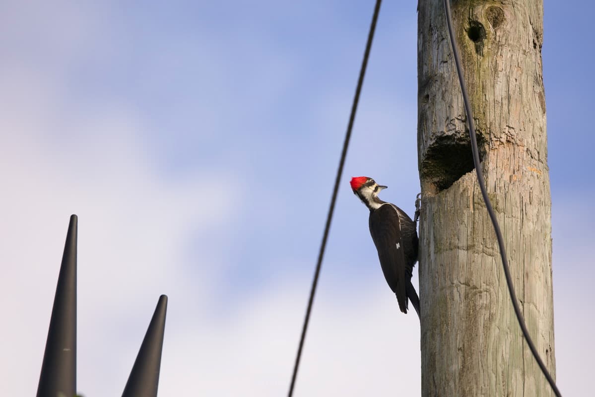 Pileated Woodpecker Power