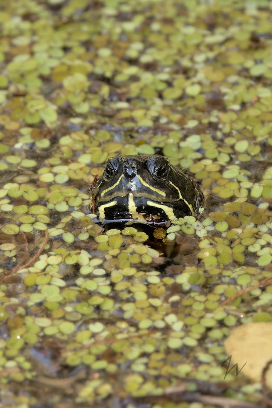 Florida Red-bellied cooter peeking its head above Giant Duckweed covered water.