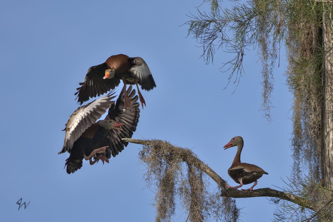Black-bellied Whistling Duck divebombs another while another watches upon high branch.