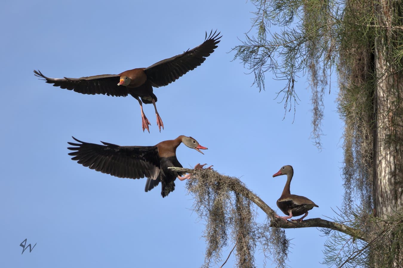 Black-bellied Whistling Duck flies close above another while a duck watches upon high branch.