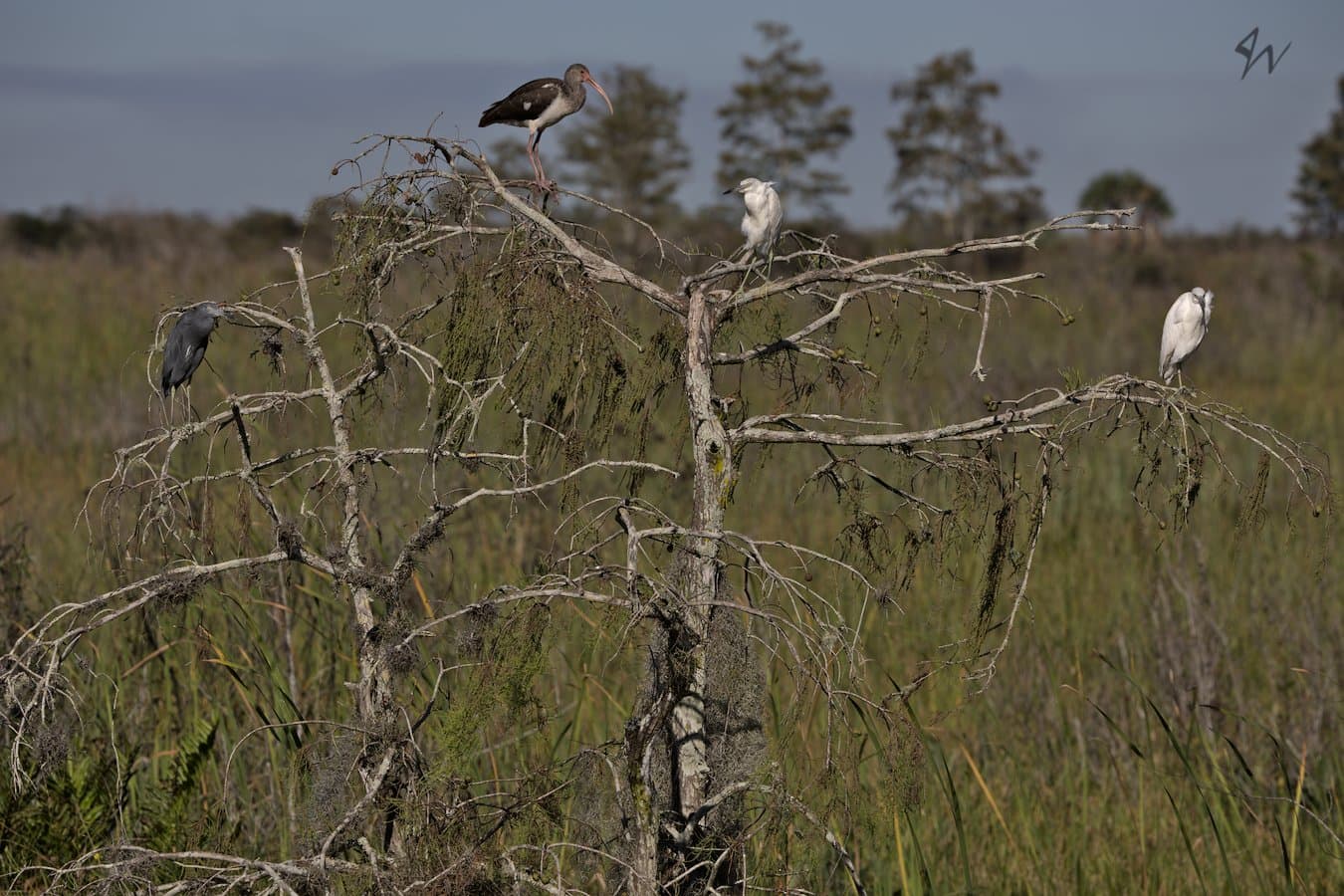 Little Blue Heron, White Ibyss, and two Cattle Egret perched nearly equidistantly upon two funky looking bare swamp tree saplings.