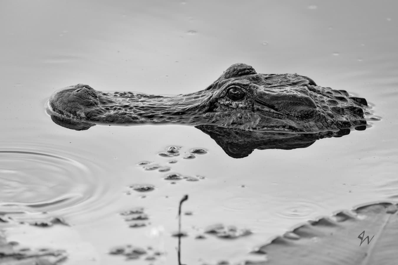 Gator head profile half submerged in lake with air bubbles and corner of lilypad in black and white.