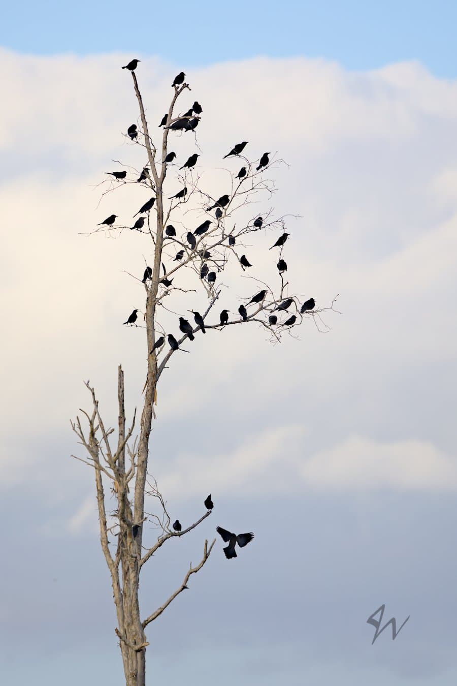 Nearly 50 Grackles perched evenly throughout bare tree looking like leaves against cloudy sky.