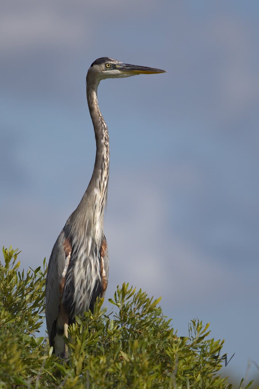 Great Blue Heron portrait atop small tree against cloudy blue sky.