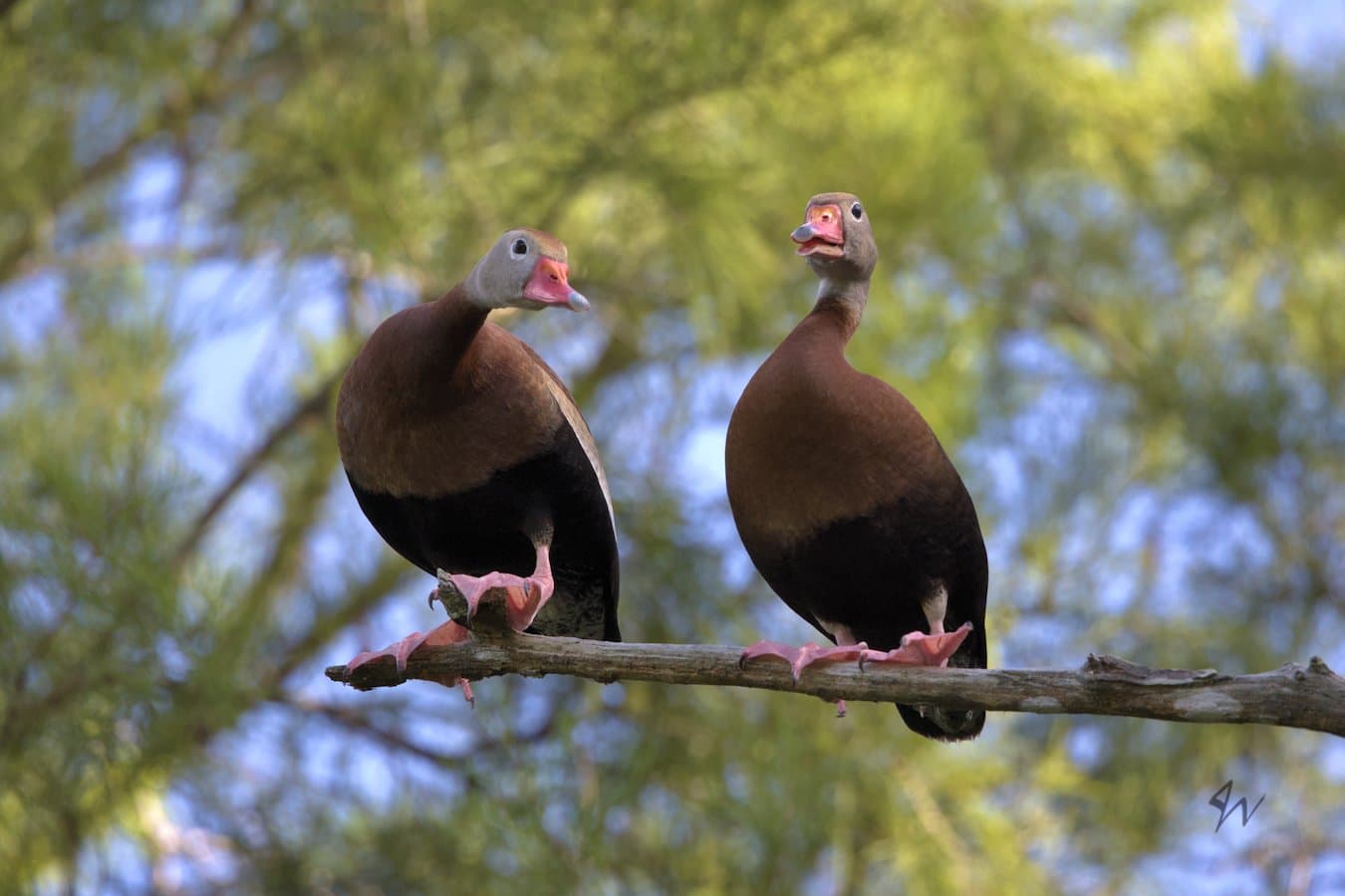Two Black-bellied Whistling Ducks perched on branch.