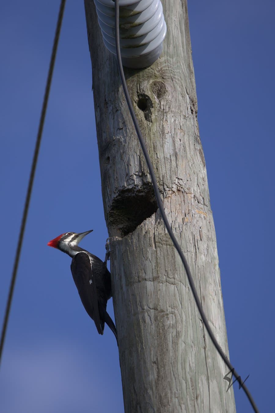Female Pileated Woodpecker exploring huge hole near top of telephone pole.