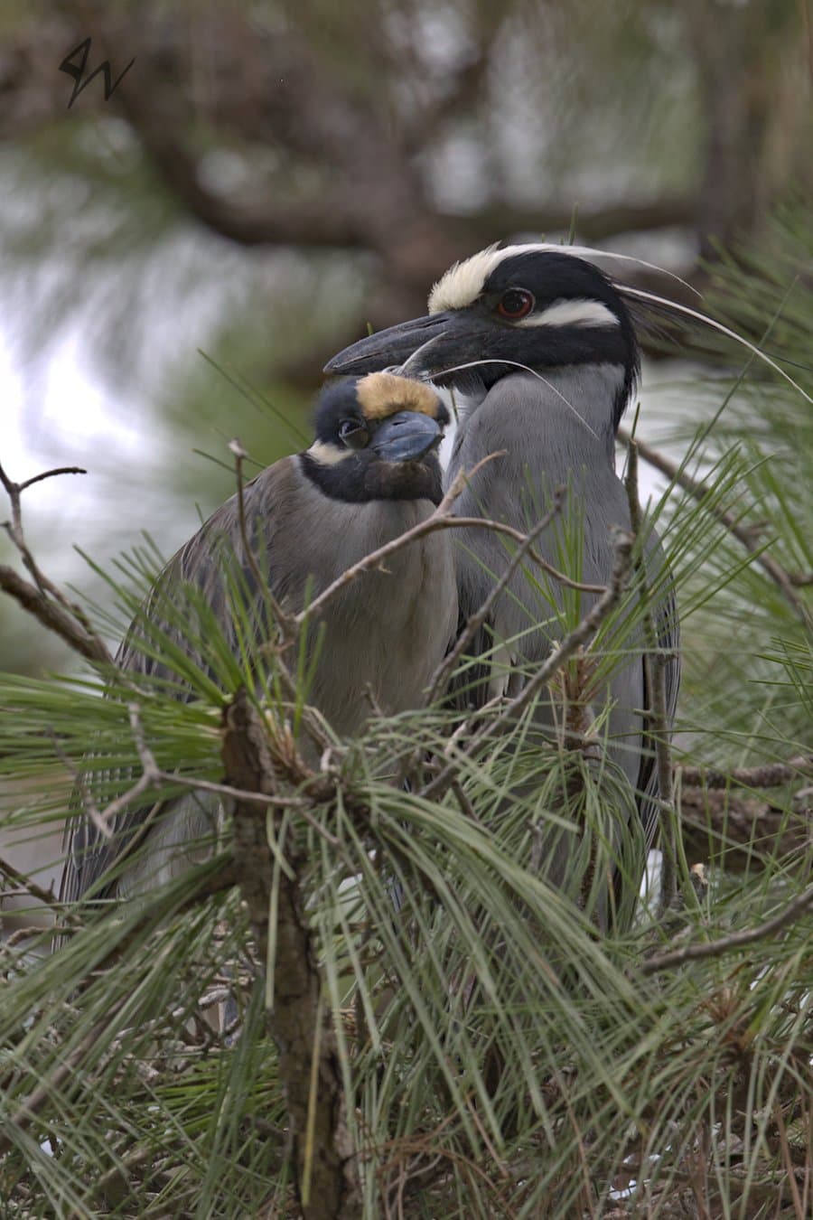 Yellow-crowned Night Heron mates in nest.
