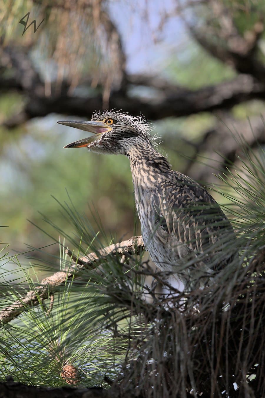 Yellow-crowned Night Heron chick squawks in nest.