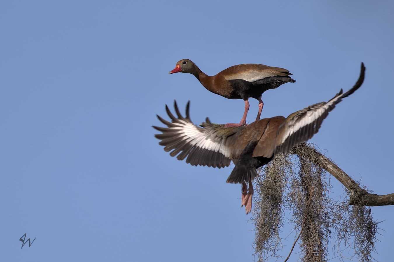 Black-bellied Whistling Duck appears to be surfing upon back of another flying at it upon high branch.