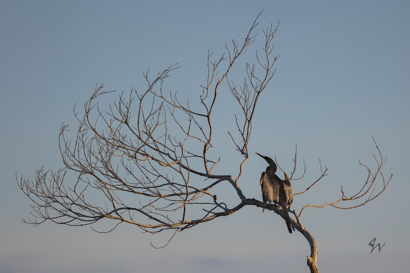 Anhinga drying its wings perched on intricate naked branch.