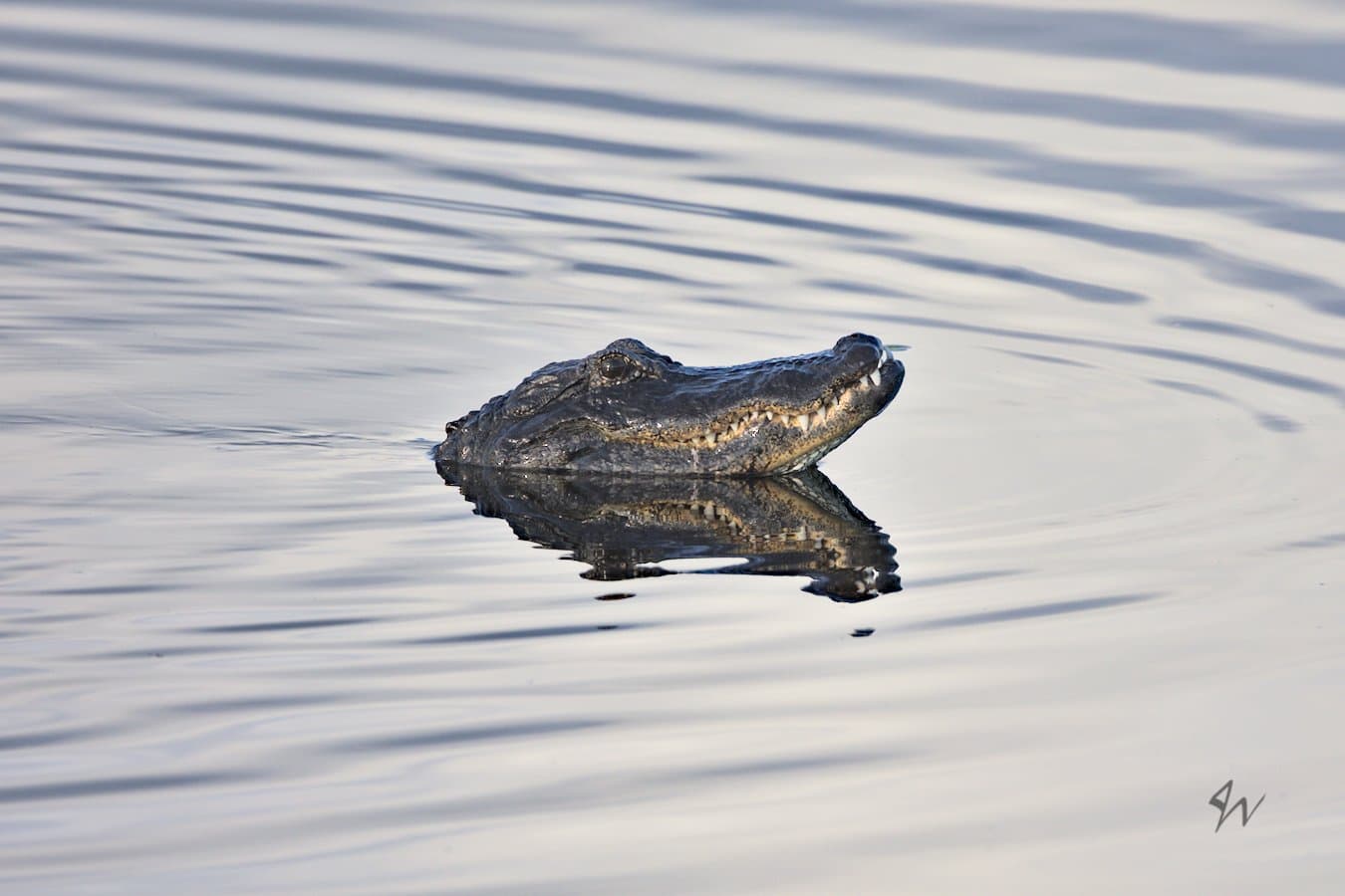 Gator head lifting out of water in center of smooth wake.