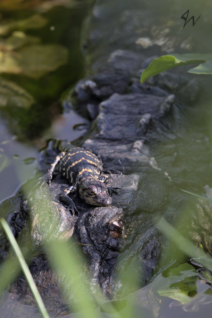 Gator newborn basking in sun upon its mothers head.