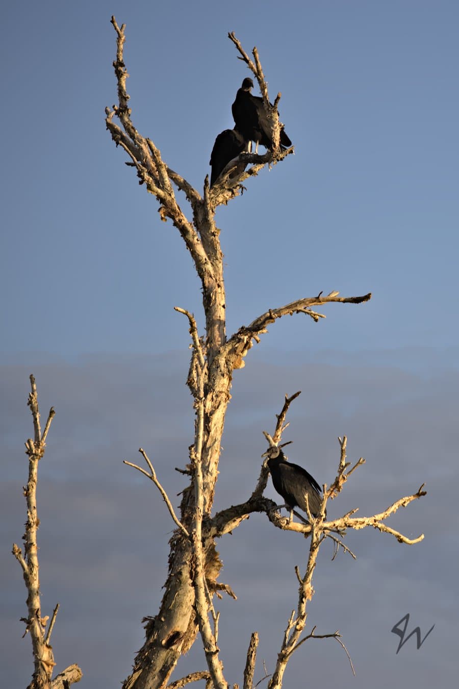 Three Black Vultures perched upon dead bare tree during golden hour.
