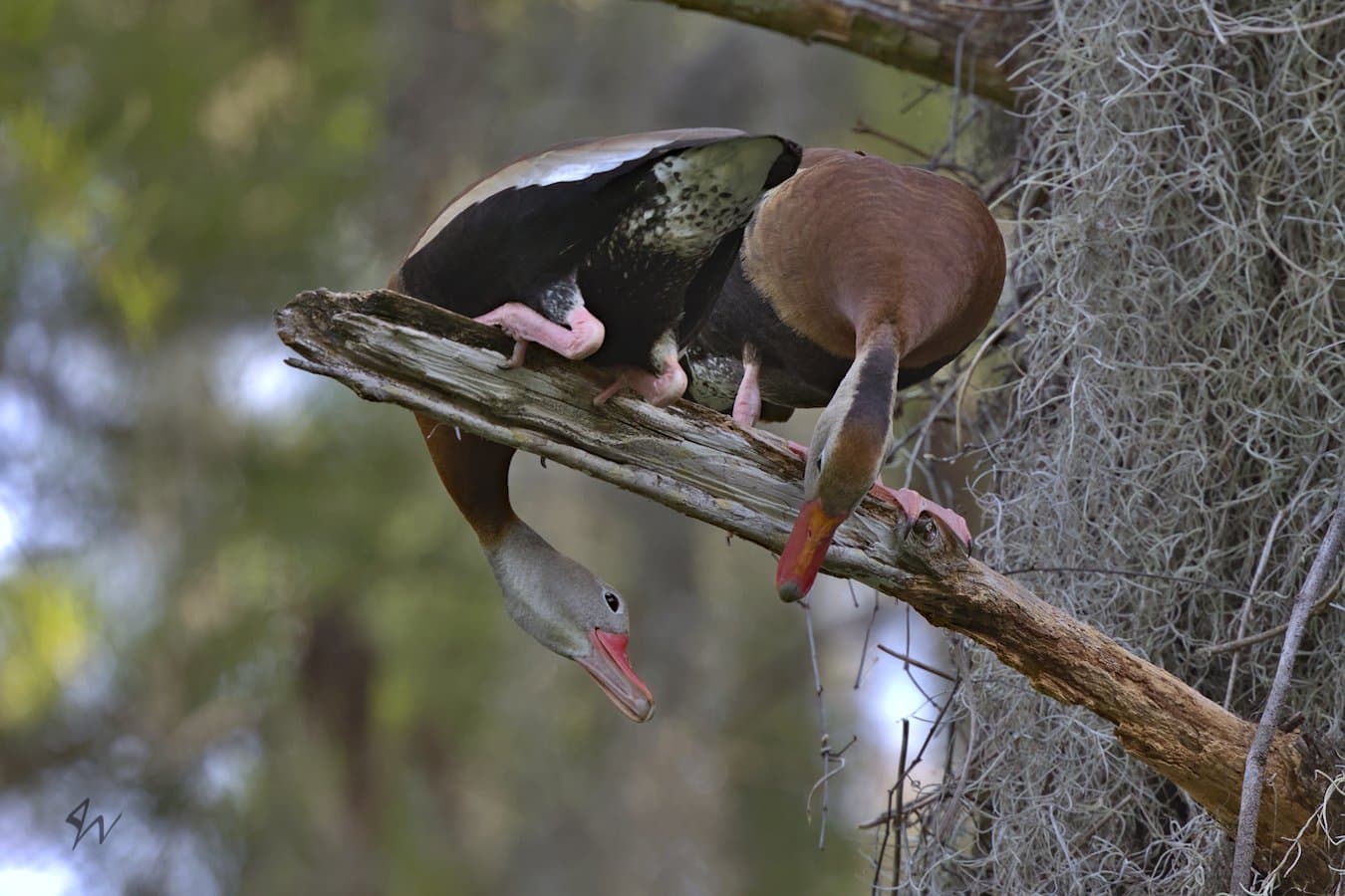 Two Black-bellied Whistling Ducks looking at eachother under branch they are perched on in opposite directions.