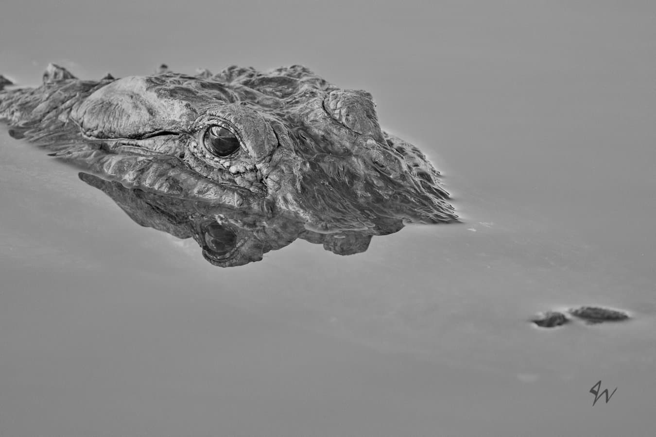 Gator full head half submerged staring up close at 45 degree angle in black and white.